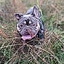 dog, french_bulldog, tongue_out, grass, outdoor, pet, animal, nature, happy, playful, snout, ears, brown_eyes, canine, field, closeup, muzzle, fur, daylight, cute