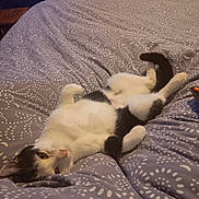 Choupie participe au concours pour gagner de l'argent avec cette photo : animal, bed, bedspread, black_and_white, cat, cozy, cute, domestic_animal, feline, fur, indoor, lying_down, pattern, paw, pet, relaxed, resting, sleepy, tail, whiskers