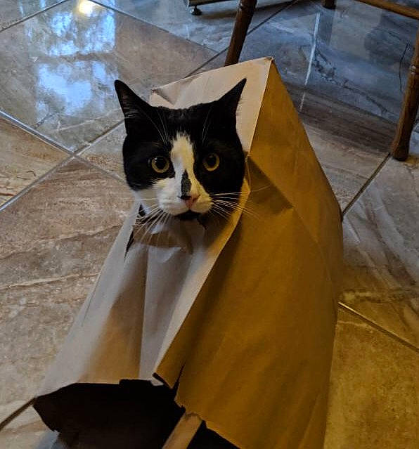 Orion joined the competition — help win amazing prizes! black_cat, carnivore, cat, domestic_short_haired_cat, felidae, small_to_medium_sized_cats, whiskers