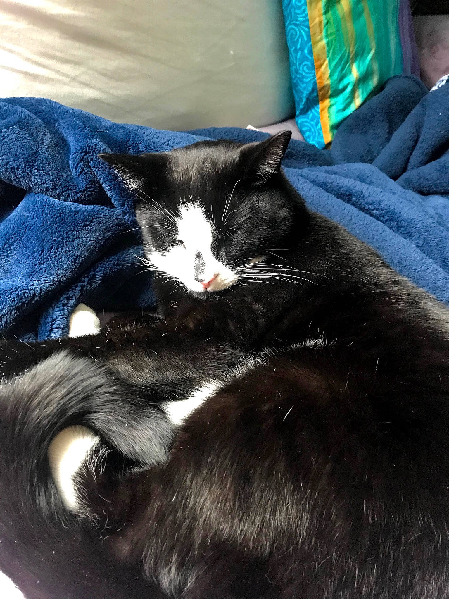 Orion joined the competition — help win amazing prizes! black, black_cat, carnivore, cat, domestic_long_haired_cat, domestic_short_haired_cat, felidae, fur, kitten, nap, small_to_medium_sized_cats, tail, whiskers