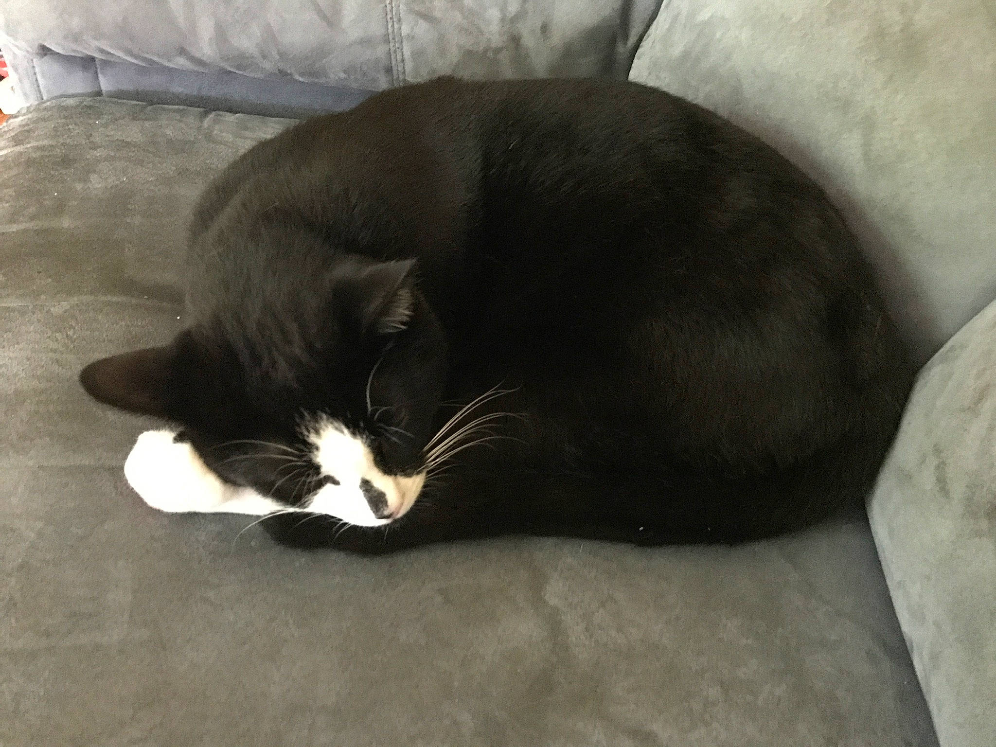 Orion is registered to the contest to win money with this photo: asian, black_cat, carnivore, cat, comfort, domestic_short_haired_cat, ear, felidae, fur, mammal, nap, sleep, small_to_medium_sized_cats, snout, tail, whiskers