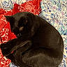 Midnight Moon is registered to the contest to win money with this photo: abyssinian, animal, bed, blackcat, blanket, canine, cat, couch, cushion, dog, furniture, homedecor, labradorretriever, linen, manx, person, pet, quilt, sleeping, velvet
