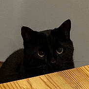 Midnight Moon is registered to the contest to win money with this photo: abyssinian, animal, blackcat, cat, drawer, furniture, hardwood, indoors, interiordesign, kitten, manx, pet, plywood, stainedwood, wood