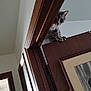 cat, ceiling, curious, door, door_frame, door_top, eyes, furniture, hinge, home, indoor, low_light, paws, peeking, photography, portrait, tabby_cat, trim, wall, wood