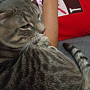 Guicc is registered to the contest to win money with this photo: arm, bed, blanket, cat, close_up, cuddling, fur, indoor, paw, person, pet, portrait, red_shirt, resting, sleepy, stripes, t_shirt, tabby_cat, tail, whiskers