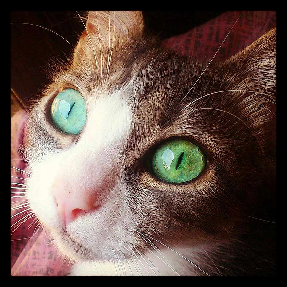 Princesse