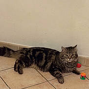 Zeus participe au concours pour gagner de l'argent avec cette photo : cat, tabby, pet, animal, floor, tile, toy, indoor, fur, whiskers, relaxed, looking, mammal, domestic, cute, playful, paw, tail, striped, resting