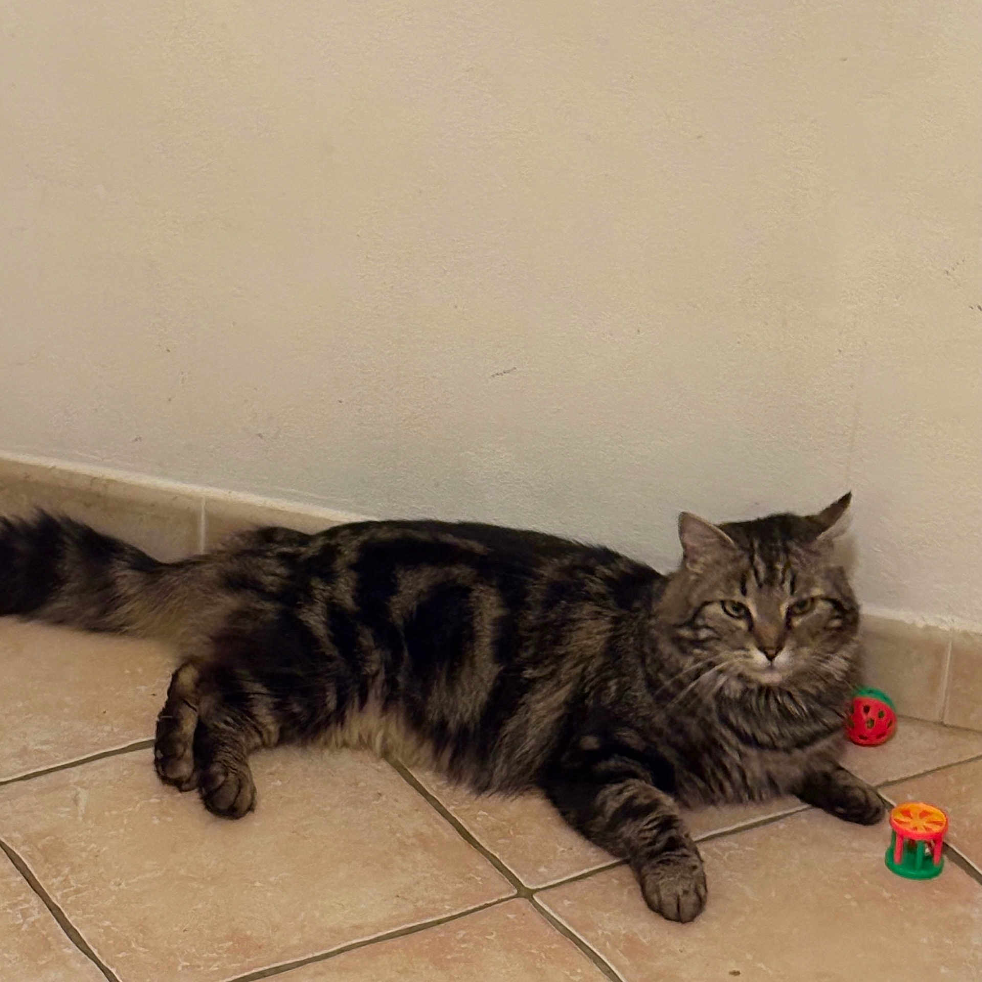 Zeus participe au concours pour gagner de l'argent avec cette photo : cat, tabby, pet, animal, floor, tile, toy, indoor, fur, whiskers, relaxed, looking, mammal, domestic, cute, playful, paw, tail, striped, resting
