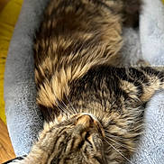 Calypso joined the competition — help win amazing prizes! cat, tabby, fur, pet_bed, gray, yellow, cozy, sleeping, whiskers, close_up, indoor, wooden_floor, fluffy, relaxed, animal, mammal, soft, resting, domestic_cat, feline