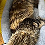 cat, tabby, fur, pet_bed, gray, yellow, cozy, sleeping, whiskers, close_up, indoor, wooden_floor, fluffy, relaxed, animal, mammal, soft, resting, domestic_cat, feline