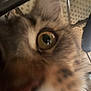 cat, close_up, eye, nose, fur, indoor, curious, animal, pet, blur, background, household, furniture, whiskers, tabby, domestic, close_range, texture, face, focus