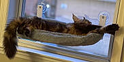 Calypso is registered to the contest to win money with this photo: cat, window, hammock, feline, relaxed, fluffy, pet, indoor, sunlight, cozy, resting, domestic_animal, paw, tail, fur, home, animal, mammal, sleeping, window_sill