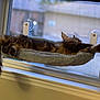 cat, window, hammock, feline, relaxed, fluffy, pet, indoor, sunlight, cozy, resting, domestic_animal, paw, tail, fur, home, animal, mammal, sleeping, window_sill