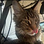 cat, tabby, close_up, blurry, furry, indoor, pet, animal, whiskers, tongue, furniture, table, floor, cord, domestic_cat, mammal, cute, fur, ears, nose