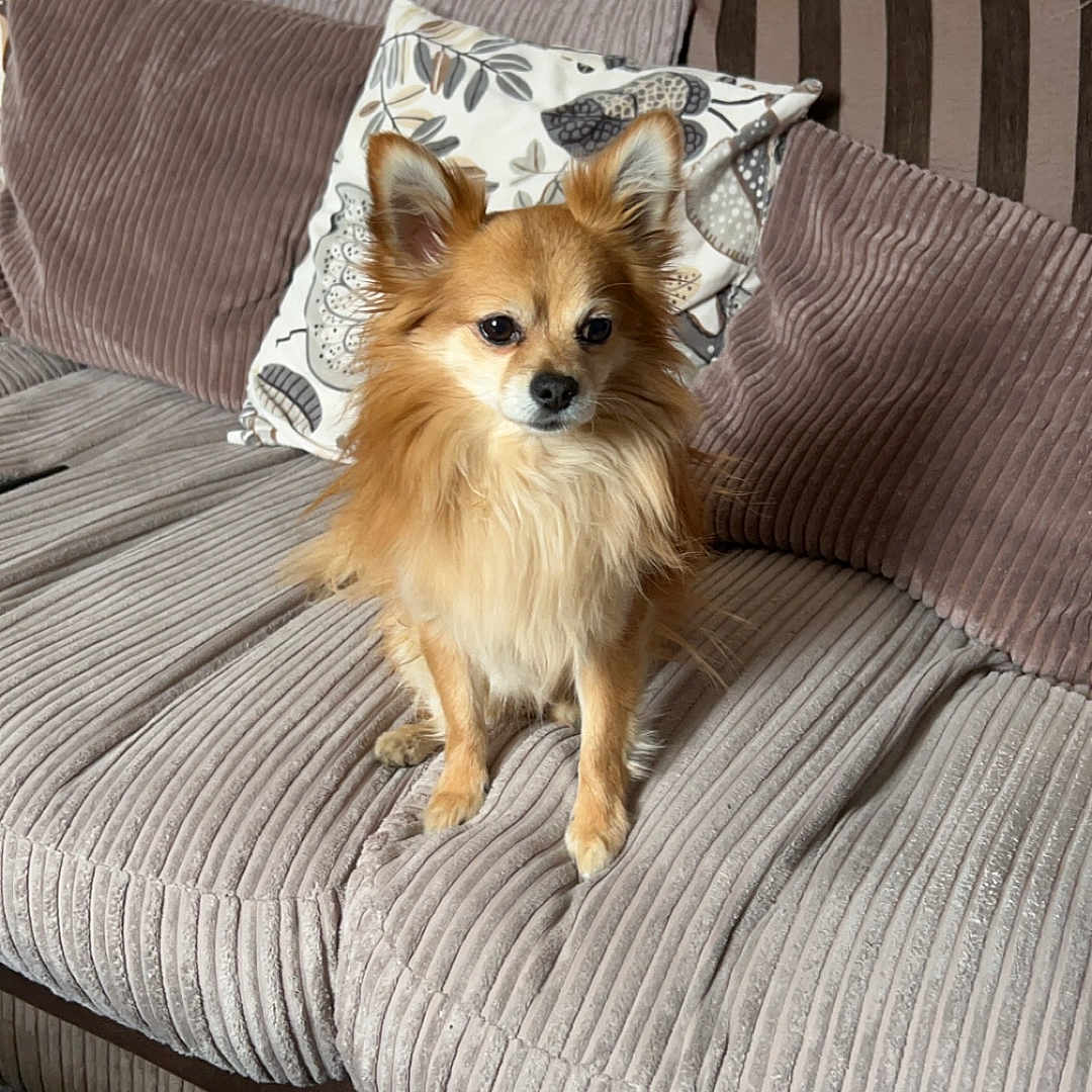 Gizmo is registered to the contest to win money with this photo: animal, architecture, building, canine, chihuahua, cockerspaniel, couch, cushion, dog, dogbed, eskimodog, furniture, homedecor, indoors, interiordesign, livingroom, papillon, pet, pillow, puppy