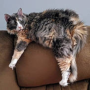 Kisses joined the competition — help win amazing prizes! animal, brown, cat, comfortable, couch, domestic, feline, fluffy, fur, home, indoor, lazy, lounging, multi-colored, paws, pet, relaxed, resting, tail, whiskers
