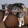 animal, brown, cat, comfortable, couch, domestic, feline, fluffy, fur, home, indoor, lazy, lounging, multi-colored, paws, pet, relaxed, resting, tail, whiskers