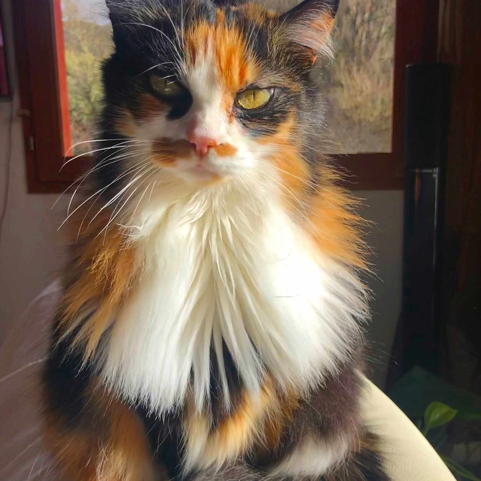 Chipie a rejoint le concours — aidez-le/la à gagner de superbes lots ! abyssinian, angora, animal, brasssection, cat, chair, cushion, face, furniture, head, horn, indoors, kitten, manx, musicalinstrument, person, pet, photography, portrait, snout