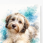 Balthazar participe au concours pour gagner de l'argent avec cette photo : dog, puppy, fluffy, portrait, watercolor, illustration, paint_splashes, blue_background, cream_fur, brown_fur, brown_eyes, black_nose, lying_down, front_paws, long_hair, pet, animal, artwork, name_text, phone_screenshot