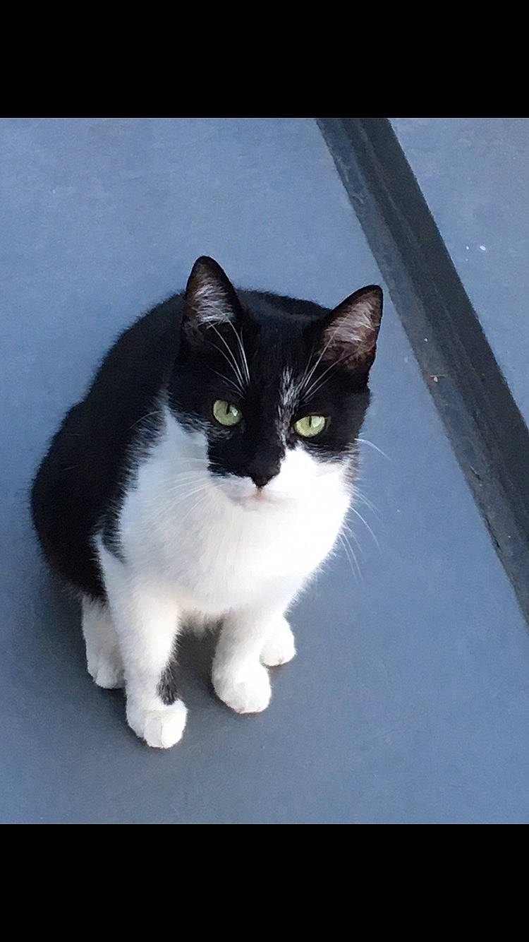 Mouloud a rejoint le concours — aidez-le/la à gagner de superbes lots ! carnivore, cat, domestic_short_haired_cat, eye, felidae, foot, fur, grey, human_body, monochrome_photography, paw, rectangle, sitting, small_to_medium_sized_cats, snout, tail, whiskers