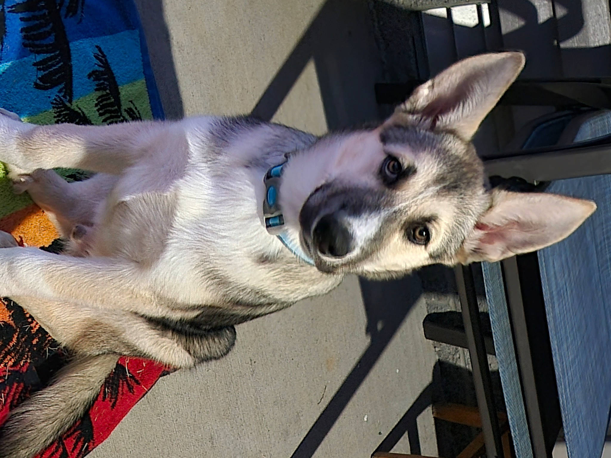 Ben is registered to the contest to win money with this photo: canidae, carnivore, collar, companion_dog, dog, dog_breed, dog_collar, dog_supply, fur, grey, jaw, non_sporting_group, pet_supply, snout, terrestrial_animal, whiskers, working_animal