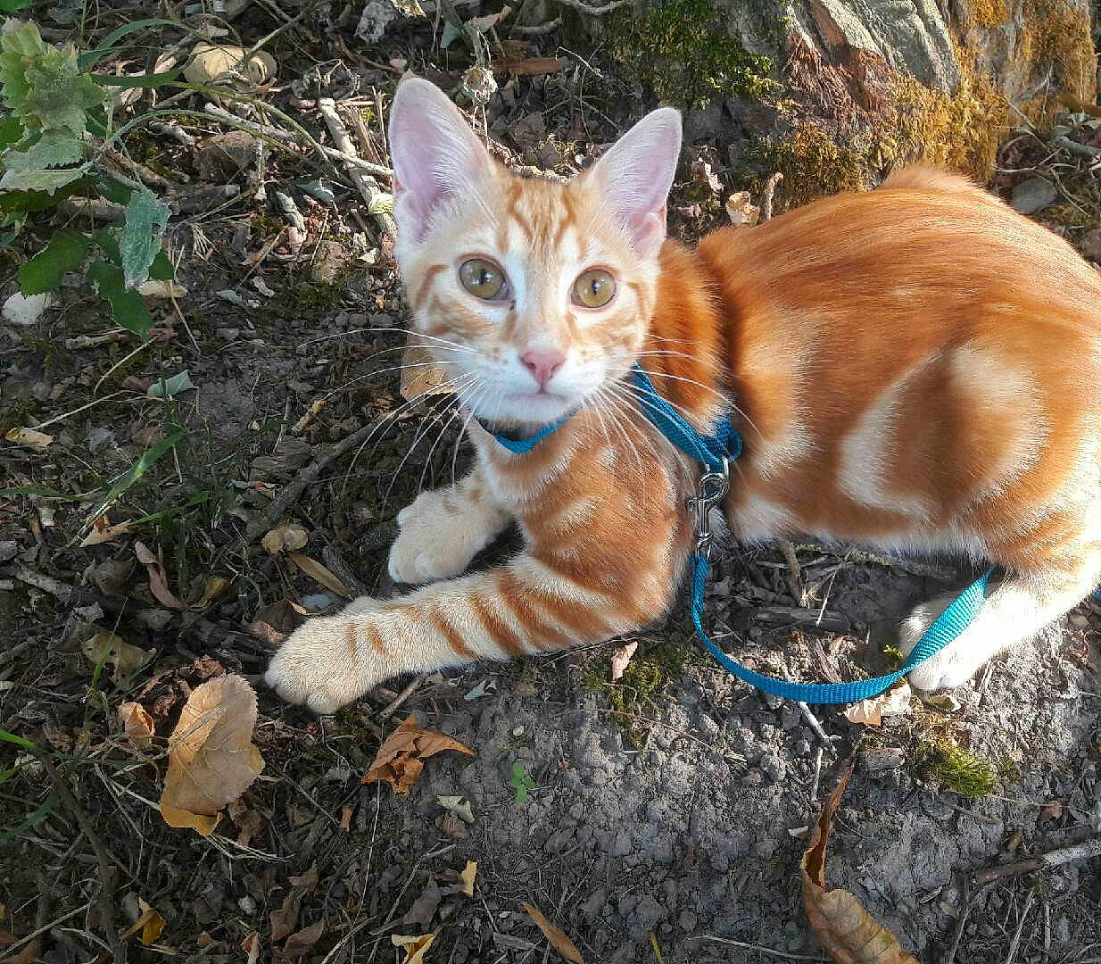Orion participe au concours pour gagner de l'argent avec cette photo : carnivore, cat, claw, domestic_short_haired_cat, electric_blue, eye, fawn, felidae, fur, grass, groundcover, plant, small_to_medium_sized_cats, snout, soil, tail, terrestrial_animal, tree, whiskers, wildlife