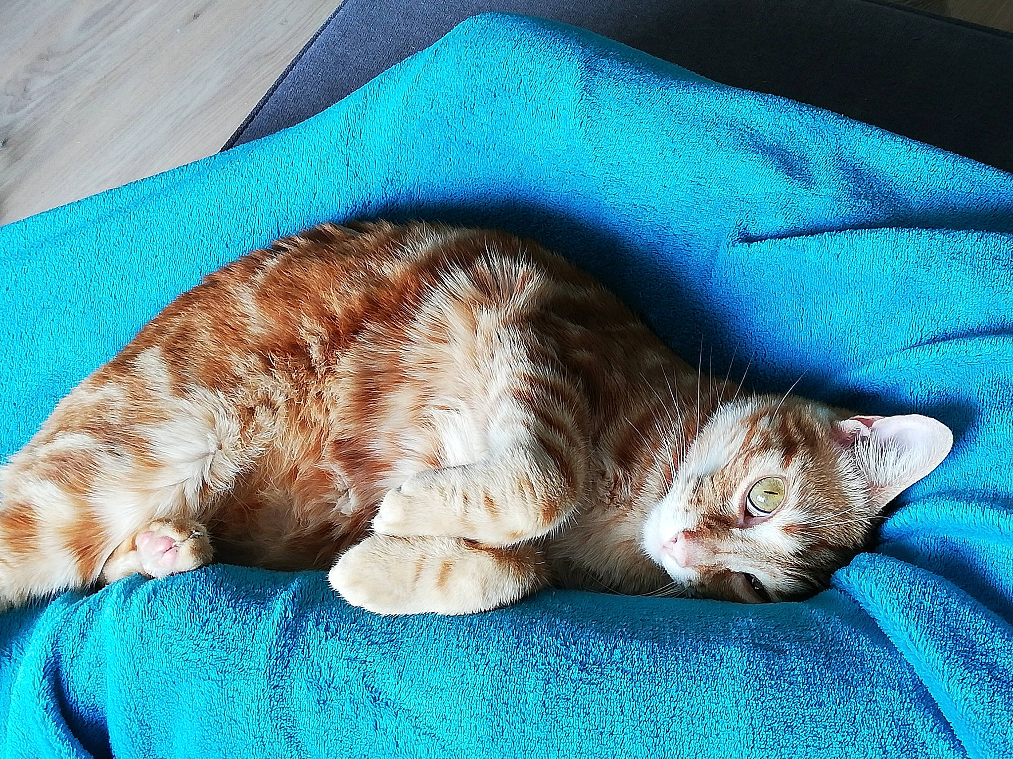 Orion a rejoint le concours — aidez-le/la à gagner de superbes lots ! blue, carnivore, cat, cat_bed, cat_supply, claw, comfort, domestic_short_haired_cat, electric_blue, fawn, felidae, fur, linens, mammal, paw, small_to_medium_sized_cats, snout, tail, vertebrate, whiskers