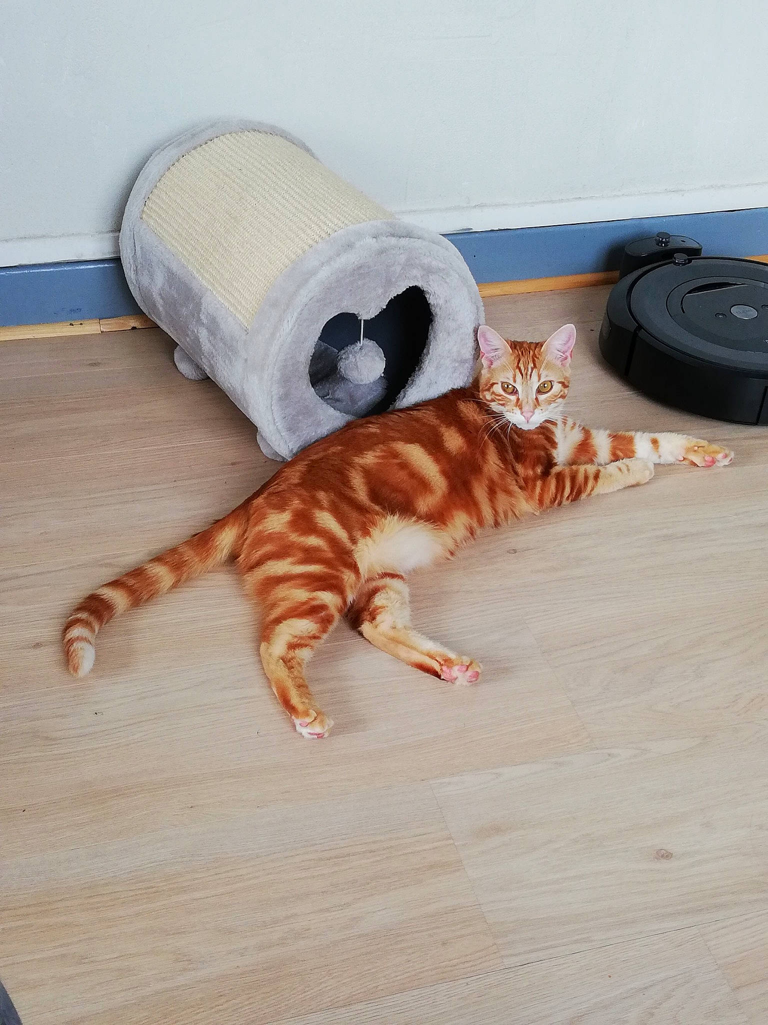 Orion participe au concours pour gagner de l'argent avec cette photo : bengal, carnivore, cat, european_shorthair, felidae, floor, kitten, ocicat, small_to_medium_sized_cats, tabby_cat, tail, whiskers