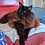 Ramsès participe au concours pour gagner de l'argent avec cette photo : animal, black_cat, blanket, brown_fur, cat, cozy, cute, domestic, fluffy, furniture, home, indoor, long_hair, paw, pet, portrait, red_leather_chair, relaxed, resting, stretching