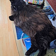 Ramsès a rejoint le concours — aidez-le/la à gagner de superbes lots ! animal, black_cat, cat, close_up, domestic_cat, fluffy, fur, furniture, glass_table, glasses, indoor, living_room, lying_down, magazines, pet, relaxed, remote_control, whiskers, wooden_floor, yellow_eyes