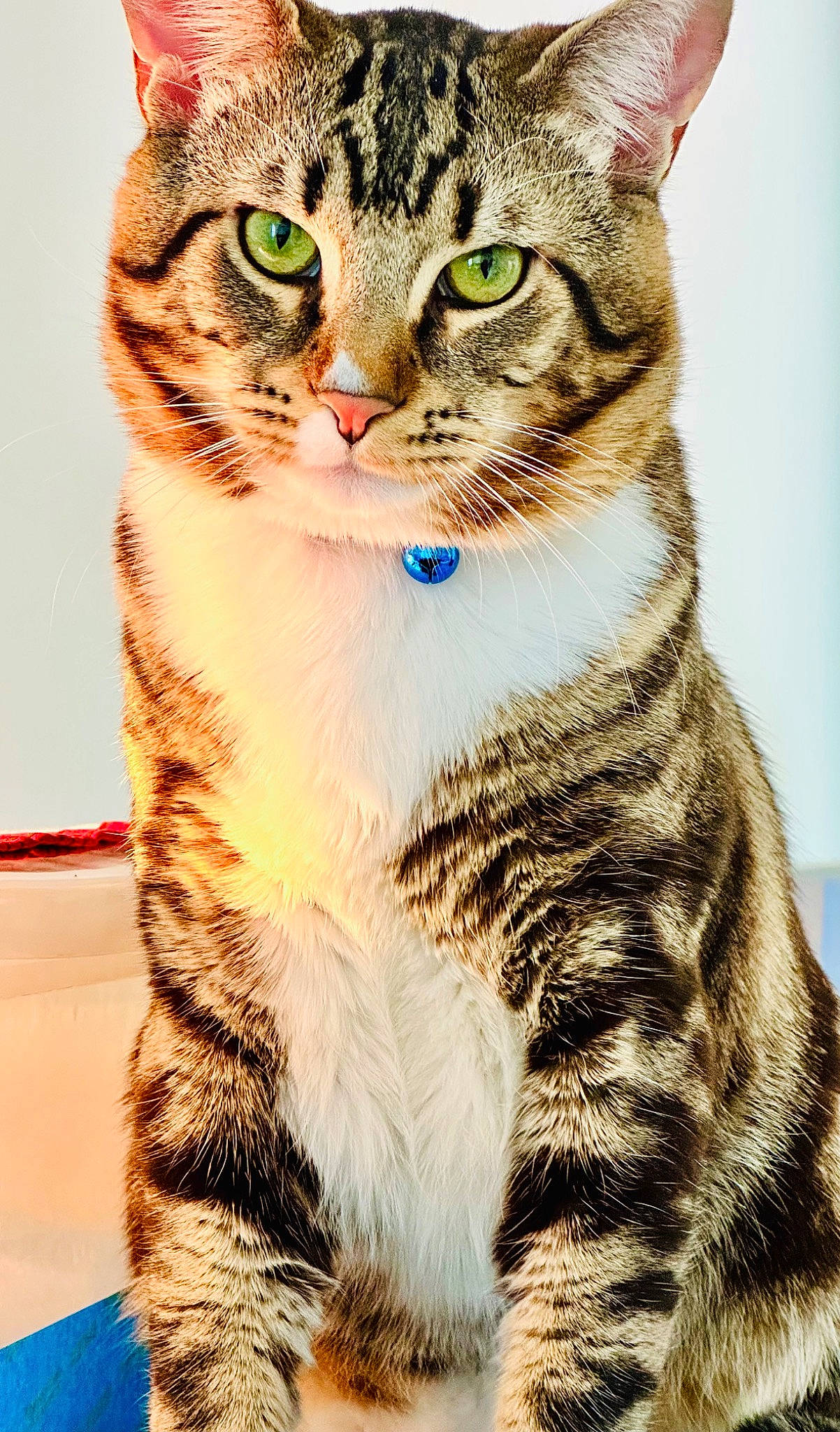 Zimba