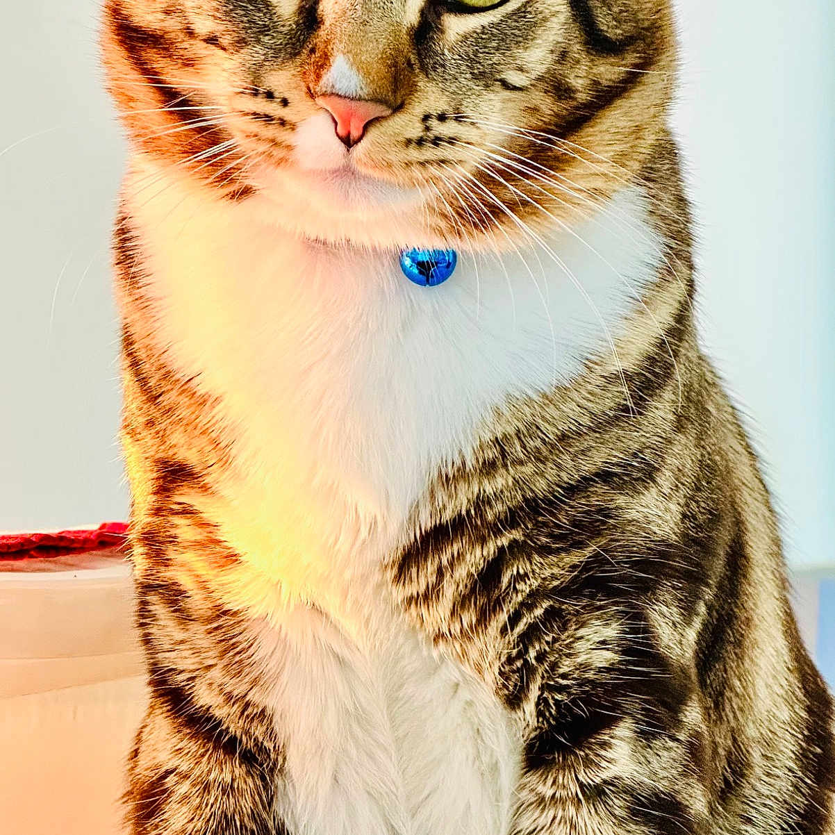 Zimba