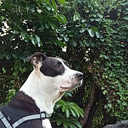 Marley participe au concours pour gagner de l'argent avec cette photo : dog, black_and_white, harness, outdoor, greenery, leaves, plant, tree, pet, animal, side_view, nature, canine, fur, alert, portrait, mammal, garden, rock, daylight