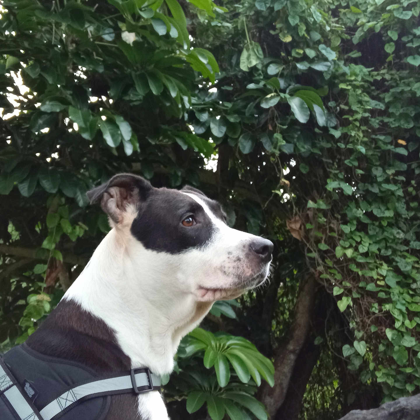 Marley participe au concours pour gagner de l'argent avec cette photo : alert, animal, black_and_white, canine, daylight, dog, fur, garden, greenery, harness, leaves, mammal, nature, outdoor, pet, plant, portrait, rock, side_view, tree