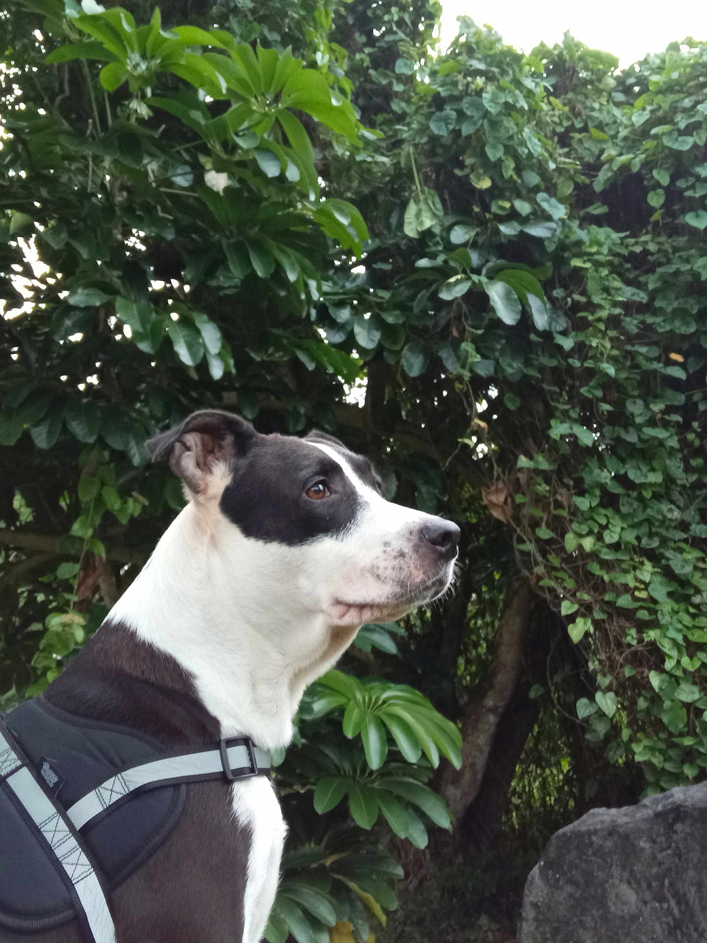 Marley participe au concours pour gagner de l'argent avec cette photo : dog, black_and_white, harness, outdoor, greenery, leaves, plant, tree, pet, animal, side_view, nature, canine, fur, alert, portrait, mammal, garden, rock, daylight