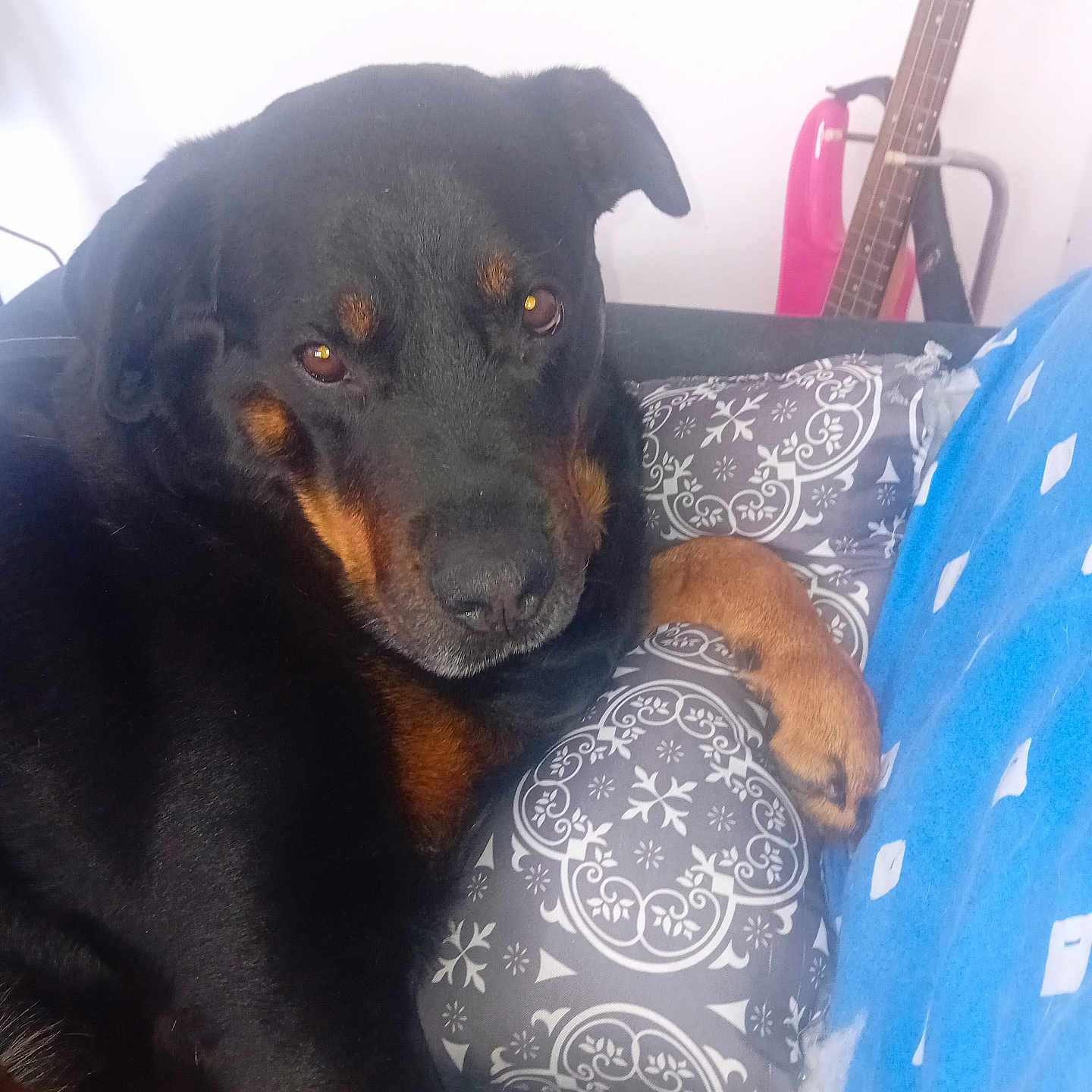 Xena a rejoint le concours — aidez-le/la à gagner de superbes lots ! accessories, animal, architecture, armchair, building, canine, chair, couch, cushion, dog, furniture, guitar, homedecor, hound, indoors, labradorretriever, linen, musicalinstrument, pet, puppy