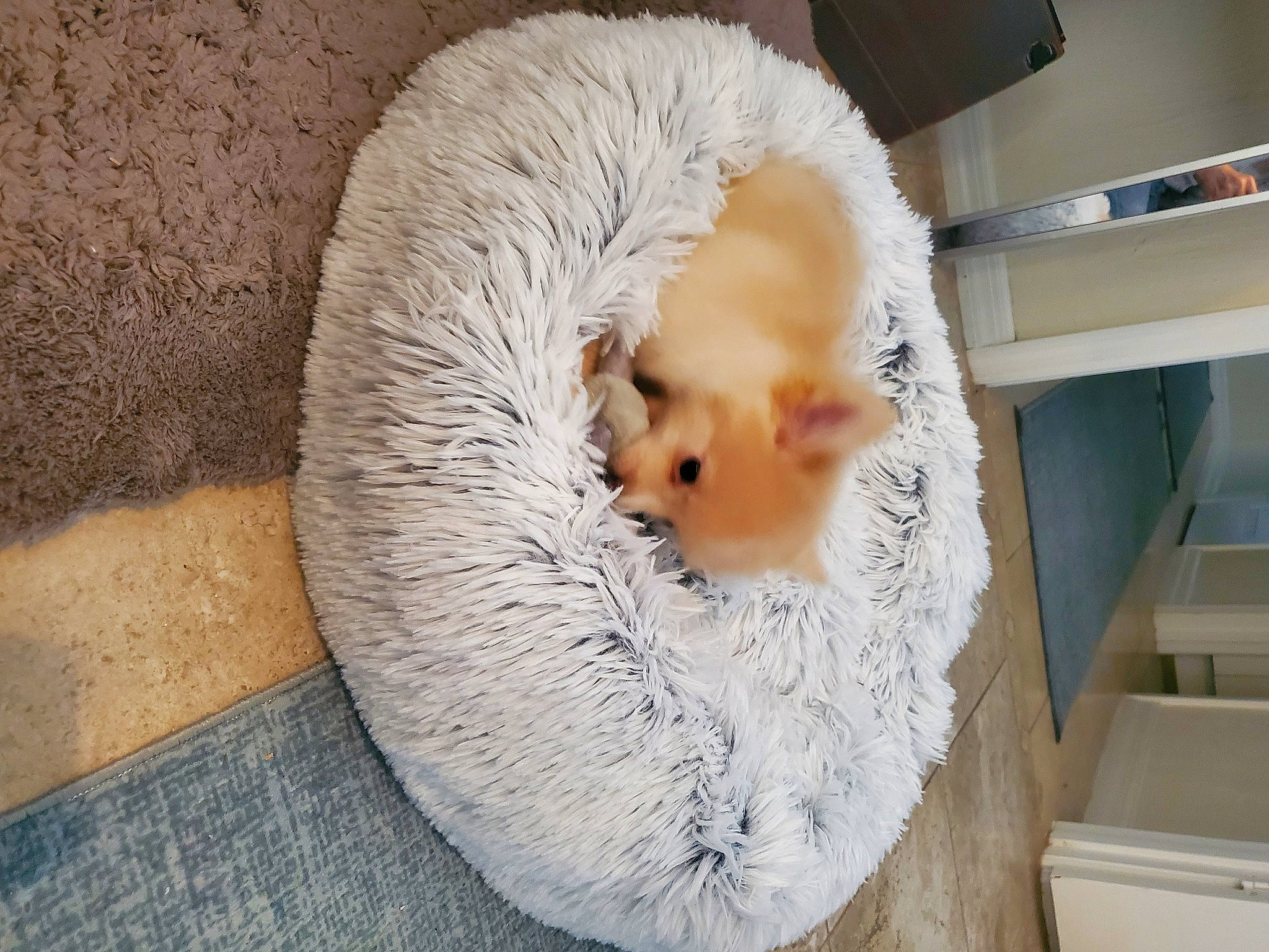 Toto joined the competition — help win amazing prizes! canidae, carnivore, cat_bed, cockatoo, comfort, companion_dog, dog_breed, fawn, felidae, fur, parrot, pet_supply, small_to_medium_sized_cats, snout, sporting_group, stuffed_toy, tail, toy, whiskers, wood