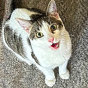 Monster Bram Stroker is registered to the contest to win money with this photo: carpet, cat, cute, domestic_cat, ears, fur, home, indoor, looking_up, meowing, paws, pet, pink_nose, portrait, sitting, tabby_cat, tail, upward_gaze, whiskers, wide_eyes