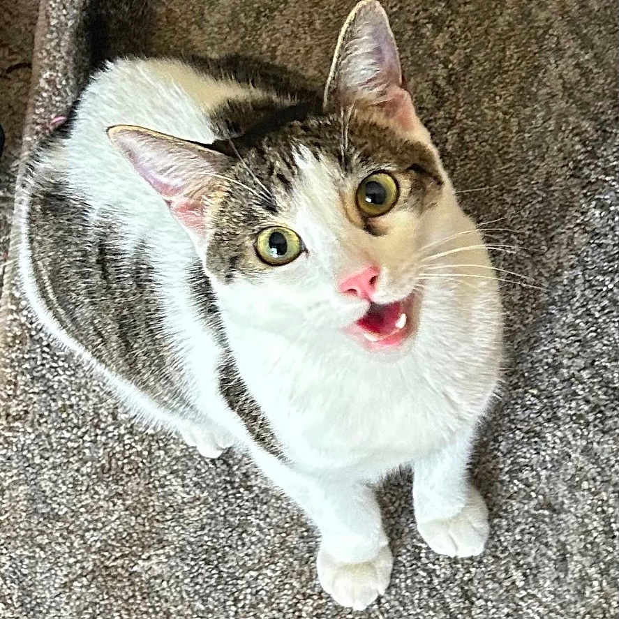 Monster Bram Stroker is registered to the contest to win money with this photo: carpet, cat, cute, domestic_cat, ears, fur, home, indoor, looking_up, meowing, paws, pet, pink_nose, portrait, sitting, tabby_cat, tail, upward_gaze, whiskers, wide_eyes