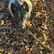 Woodrow joined the competition — help win amazing prizes! dog, animal, fallen_leaves, stick, outdoors, autumn, close_up, portrait, fur, ears, eyes, gaze, sunlight, shadow, ground, brown, texture, nature, playful, leaf_litter