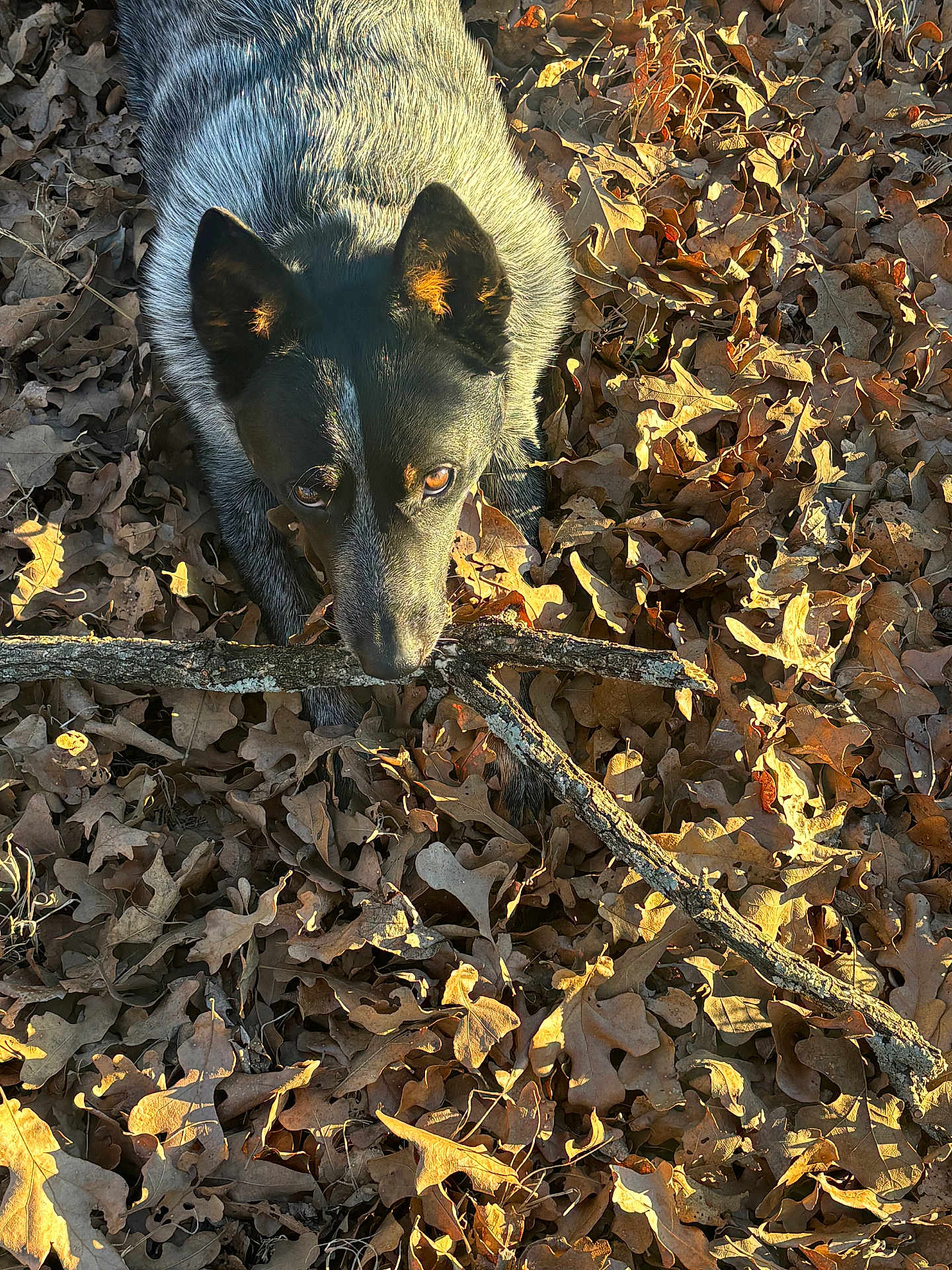 Woodrow joined the competition — help win amazing prizes! dog, animal, fallen_leaves, stick, outdoors, autumn, close_up, portrait, fur, ears, eyes, gaze, sunlight, shadow, ground, brown, texture, nature, playful, leaf_litter