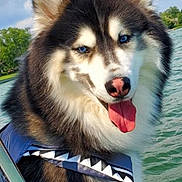 Shilo joined the competition — help win amazing prizes! animal, blue_eyes, boat, canine, clouds, dog, fur, happy, husky, lake, life_jacket, nature, outdoor, pet, portrait, shark_design, sky, summer, tongue_out, water