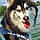 Shilo
