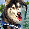 husky, dog, blue_eyes, tongue_out, life_jacket, shark_design, boat, lake, water, sky, clouds, outdoor, nature, summer, pet, animal, canine, fur, portrait, happy