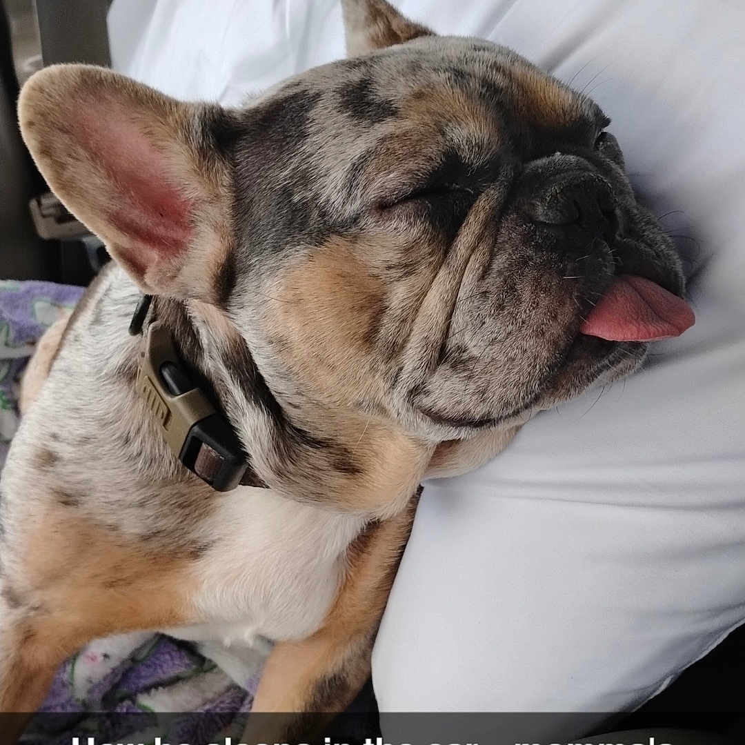Rocky is registered to the contest to win money with this photo: animal, bodypart, bostonbull, boxer, bulldog, canine, cushion, dog, frenchbulldog, homedecor, hound, indoors, interiordesign, mouth, person, pet, pitbull, puppy, sleeping, tongue