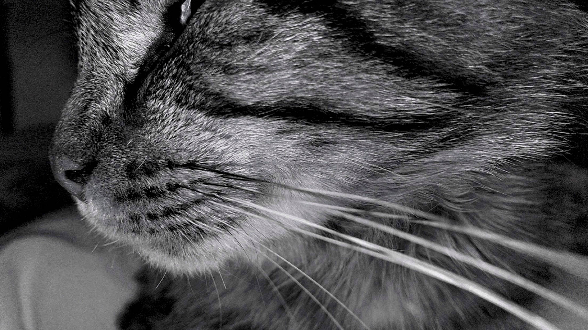 Snowbel a rejoint le concours — aidez-le/la à gagner de superbes lots ! black_and_white, carnivore, cat, claw, close_up, domestic_short_haired_cat, eye, felidae, fur, grey, human_body, macro_photography, monochrome, monochrome_photography, paw, small_to_medium_sized_cats, snout, terrestrial_animal, whiskers, wildlife