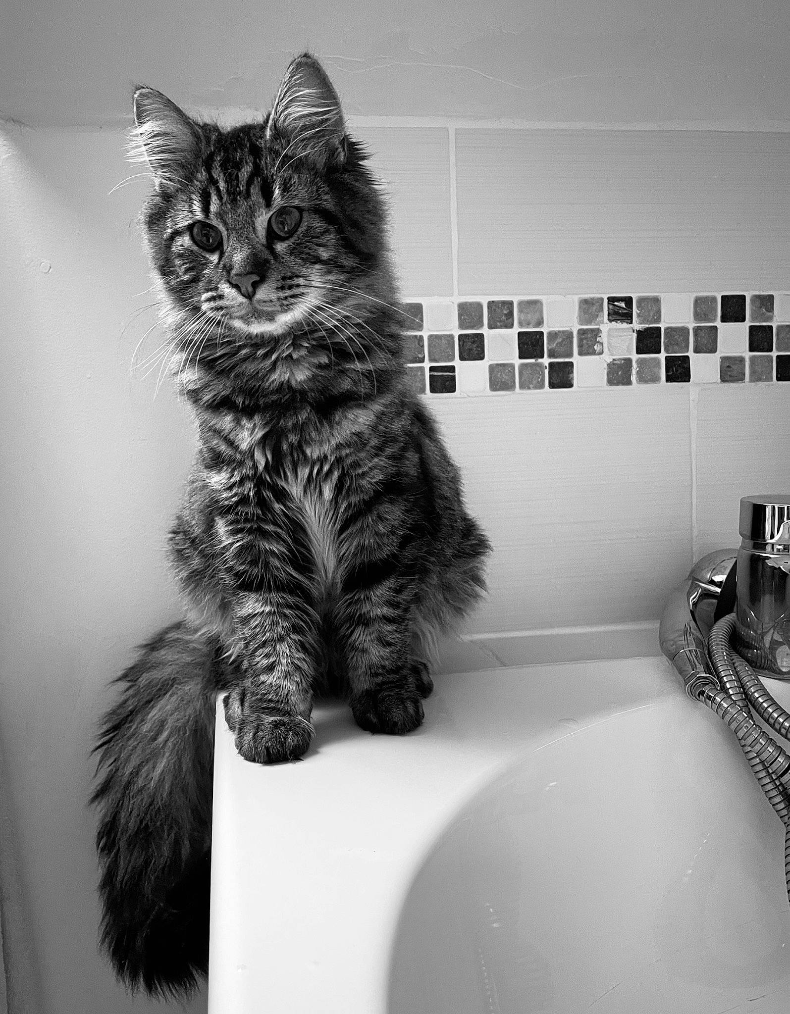 Snowbel participe au concours pour gagner de l'argent avec cette photo : bathroom, black_and_white, carnivore, cat, claw, domestic_short_haired_cat, felidae, fur, grey, monochrome, monochrome_photography, paw, plumbing, plumbing_fixture, rectangle, small_to_medium_sized_cats, style, tail, tap, whiskers