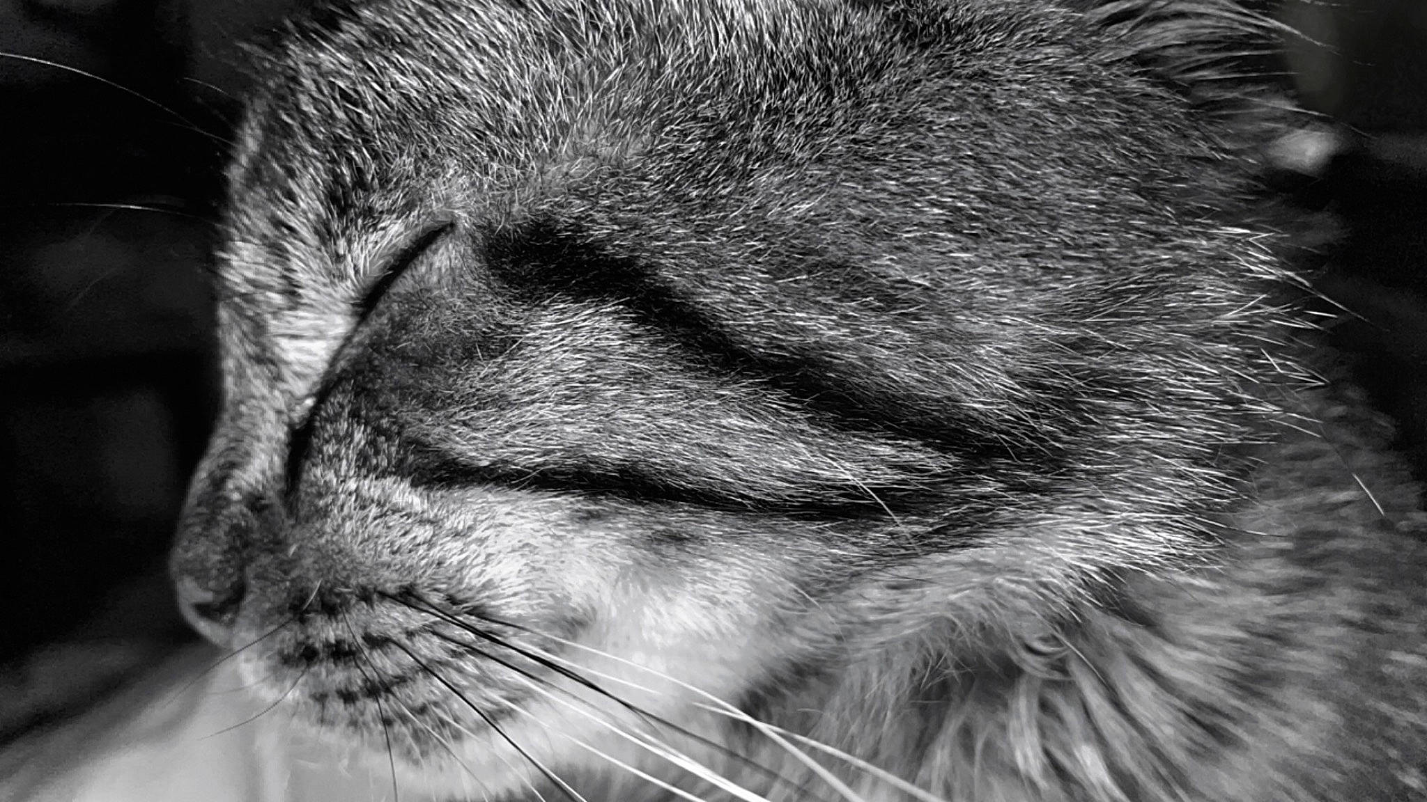 Snowbel participe au concours pour gagner de l'argent avec cette photo : black_and_white, carnivore, cat, close_up, darkness, domestic_short_haired_cat, fang, felidae, fur, grey, human_body, line, monochrome, monochrome_photography, small_to_medium_sized_cats, snout, stock_photography, terrestrial_animal, whiskers, wildlife