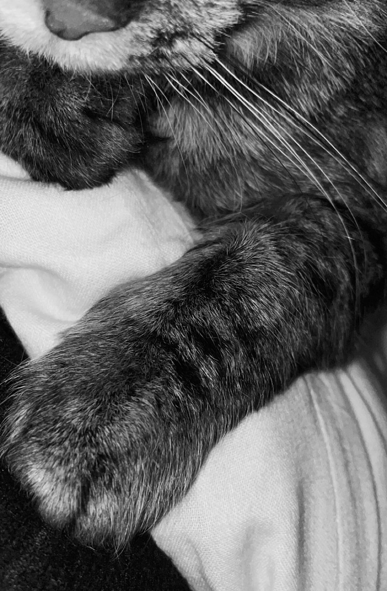 Snowbel participe au concours pour gagner de l'argent avec cette photo : carnivore, cat, close_up, comfort, dog_breed, ear, felidae, fur, gesture, grey, monochrome, monochrome_photography, natural_material, paw, small_to_medium_sized_cats, snout, sporting_group, style, tail, whiskers