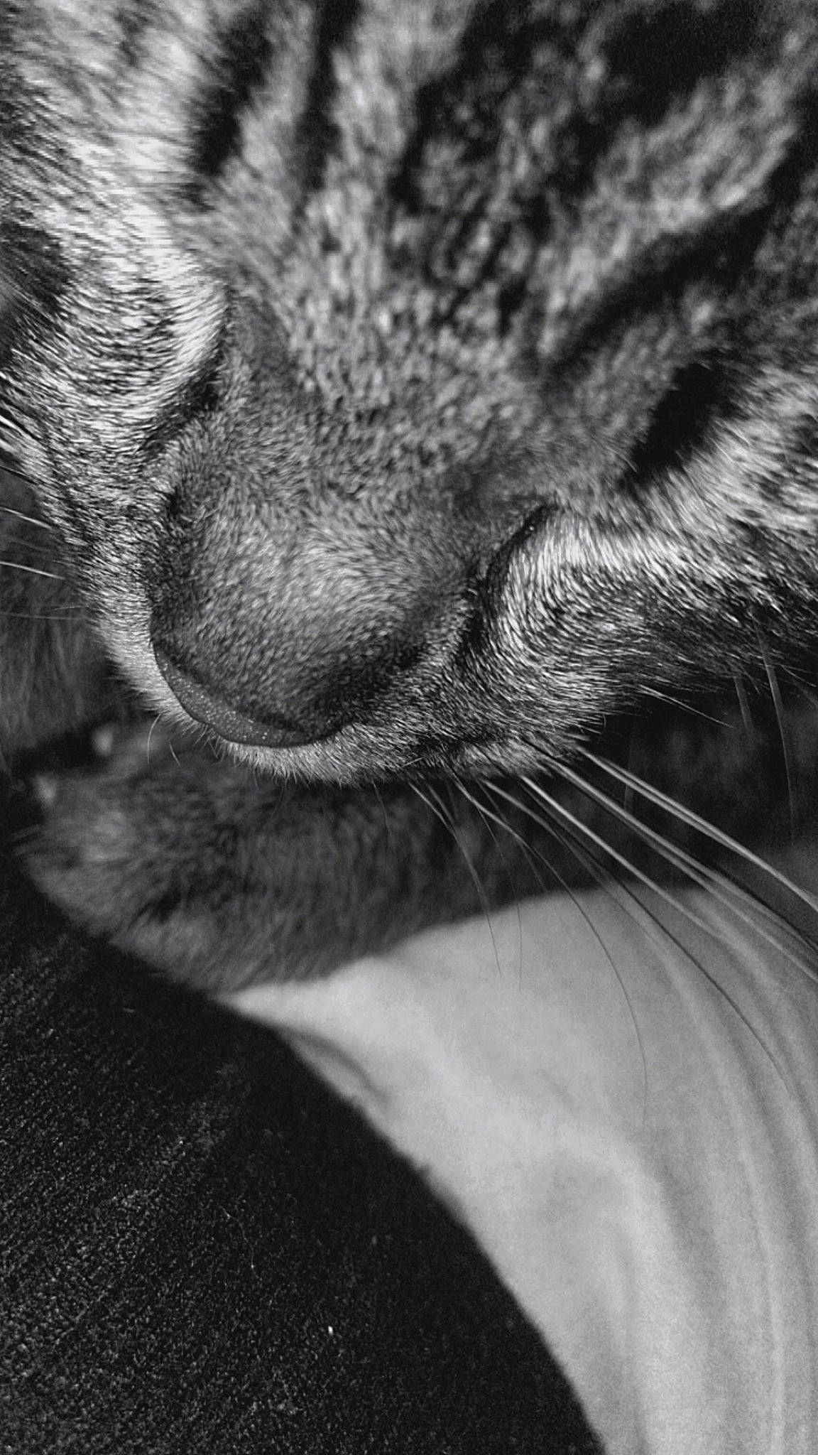 Snowbel a rejoint le concours — aidez-le/la à gagner de superbes lots ! carnivore, cat, claw, comfort, domestic_short_haired_cat, ear, felidae, fur, grey, human_leg, monochrome, monochrome_photography, nap, paw, sleep, small_to_medium_sized_cats, snout, tail, whiskers, wildlife